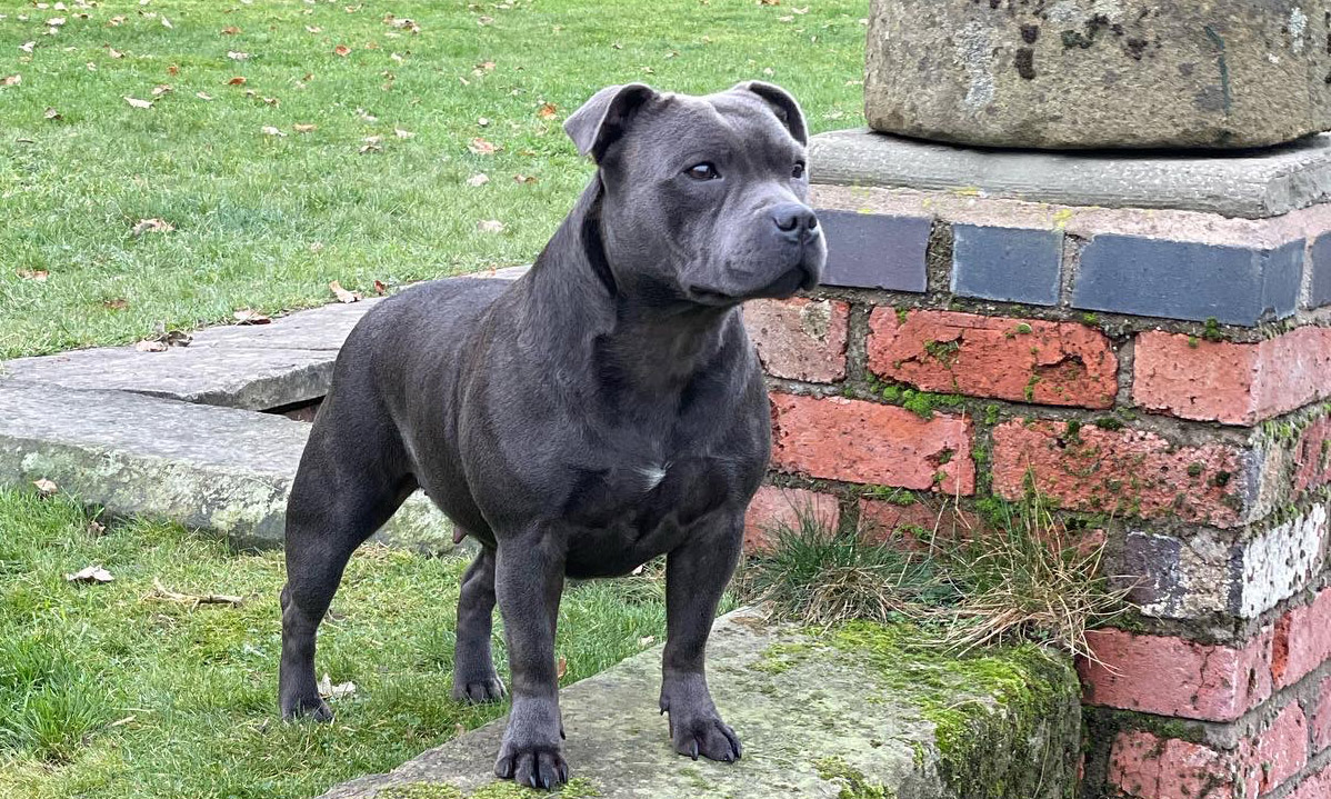 Blue Staffy Stud Dog Provider in UK and Worldwide