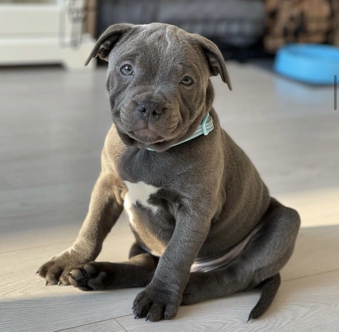 Bull Terrier Blue Nose Pitbull Mix Bull Terrier Blue Nose Pitbull Mix