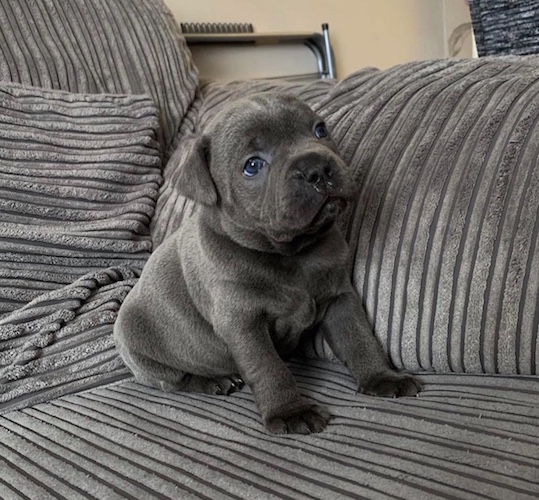Staffordshire Bull Terrier Dog Lovers Unite With I Love My