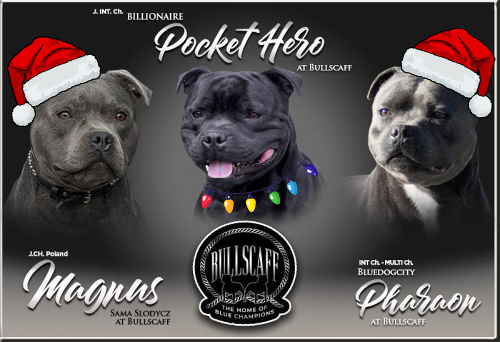 Bullscaff Dogs Banner