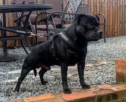Blue Staffy Stud Dog Provider. Bullscaff Champion Moris 2. Worldwide Staffordshire dog semen shipping.