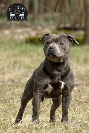 Bullscaff Blue Staffy Stud Dog Provider in UK and Worldwide. You're Yoker.