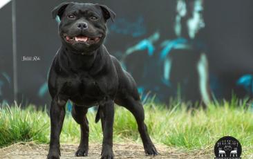 Blue staffy stud dog provider in UK and Worldwide. Staffordshire terriers. Champion Moris