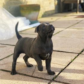 Blue Staffy Stud Dog Provider. AI shipment. Staffordshire terrier puppies 8.