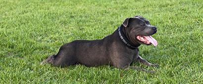 Blue Staffy Stud Dog Provider. Worldwide Staffordshire dog semen shipping. Bullscaff Champion Sandastaff Piro 2