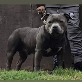 Champion Blue Staffy Stud Semen Worldwide Ai Shipment Bullscaff