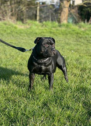 Blue Staffy Stud Dog Provider. Worldwide Staffordshire dog semen shipping. Bullscaff Champion Moris.